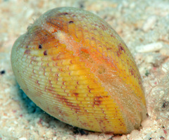 Acrosterigma transcendens