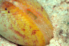 Acrosterigma transcendens