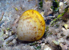 Acrosterigma transcendens