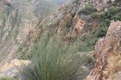 Rhodocoma arida