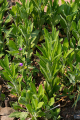 Polygala serpentaria