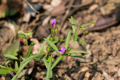 Polygala serpentaria