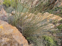 Rhodocoma arida