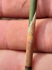 Rhodocoma arida