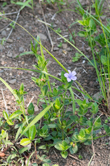 Ruellia cordata