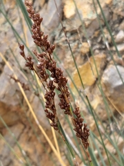 Rhodocoma arida
