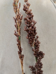 Rhodocoma arida