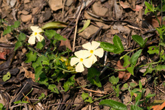 Thunbergia dregeana