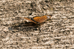 Acraea oncaea