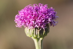 Pseudopegolettia tenella