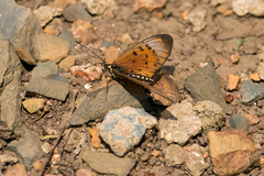 Acraea oncaea