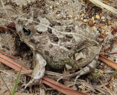 Tomopterna delalandii