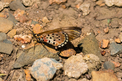 Acraea oncaea