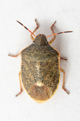 Holcostethus limbolarius