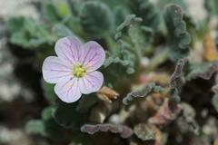 Erodium corsicum