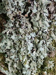 Parmelia submontana