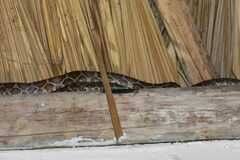 Pseudelaphe flavirufa