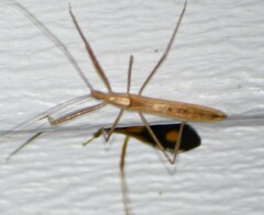 Doldina interjungens