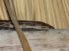 Pseudelaphe flavirufa