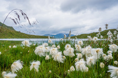 Eriophorum scheuchzeri