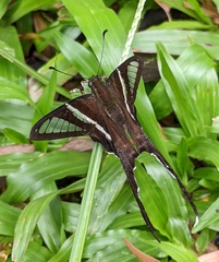 Lamproptera curius