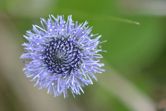 Globularia bisnagarica