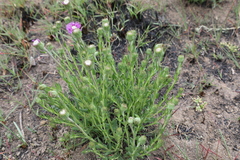 Pseudopegolettia tenella