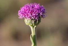 Pseudopegolettia tenella