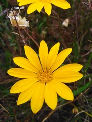 Gazania