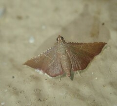 Endotricha erythralis