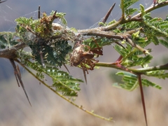 Peucetia rubrolineata