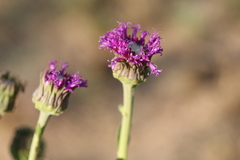 Pseudopegolettia tenella