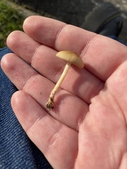 Agrocybe pediades