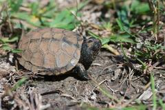 Emys orbicularis