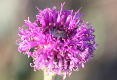 Pseudopegolettia tenella