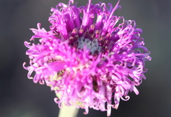 Pseudopegolettia tenella