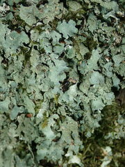 Parmelia submontana