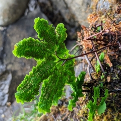 Adiantum aleuticum subpumilum