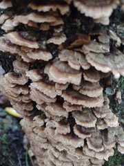 Cerrena zonata