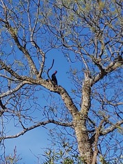 Campephilus leucopogon