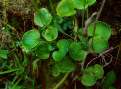 Parnassia grandifolia