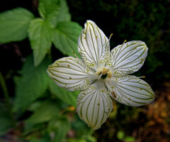 Parnassia grandifolia