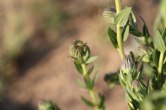 Pseudopegolettia tenella