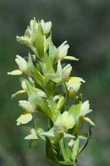 Dactylorhiza insularis