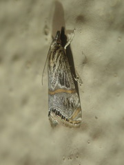 Euchromius