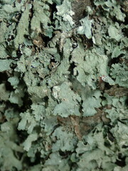 Parmelia submontana