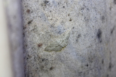 Cyclophora pendulinaria