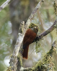 Margarornis squamiger