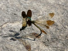 Calopteryx aequabilis