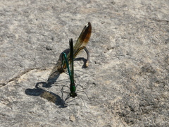 Calopteryx aequabilis